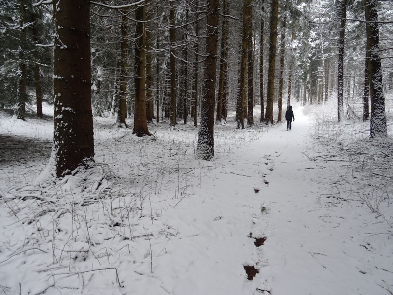 breve passeggiata tra la neve fresca di oggi.....